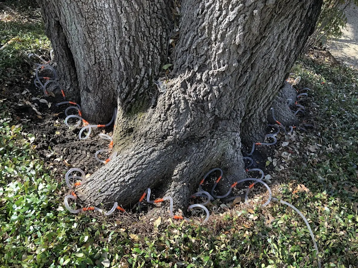 Detailed Tree Cabling and Bracing job site in Cutler
